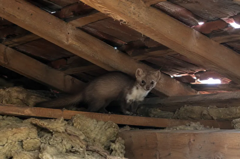 Fouine dans un comble, à proximité de l'isolant et de la charpente