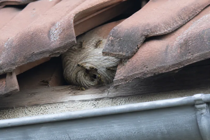 Nid de guêpes installé sous les tuiles, près de la gouttière